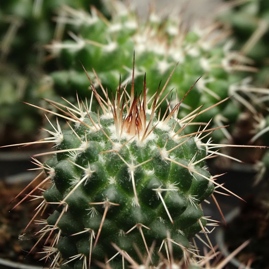 Cactus - Mammillaria baxteriana