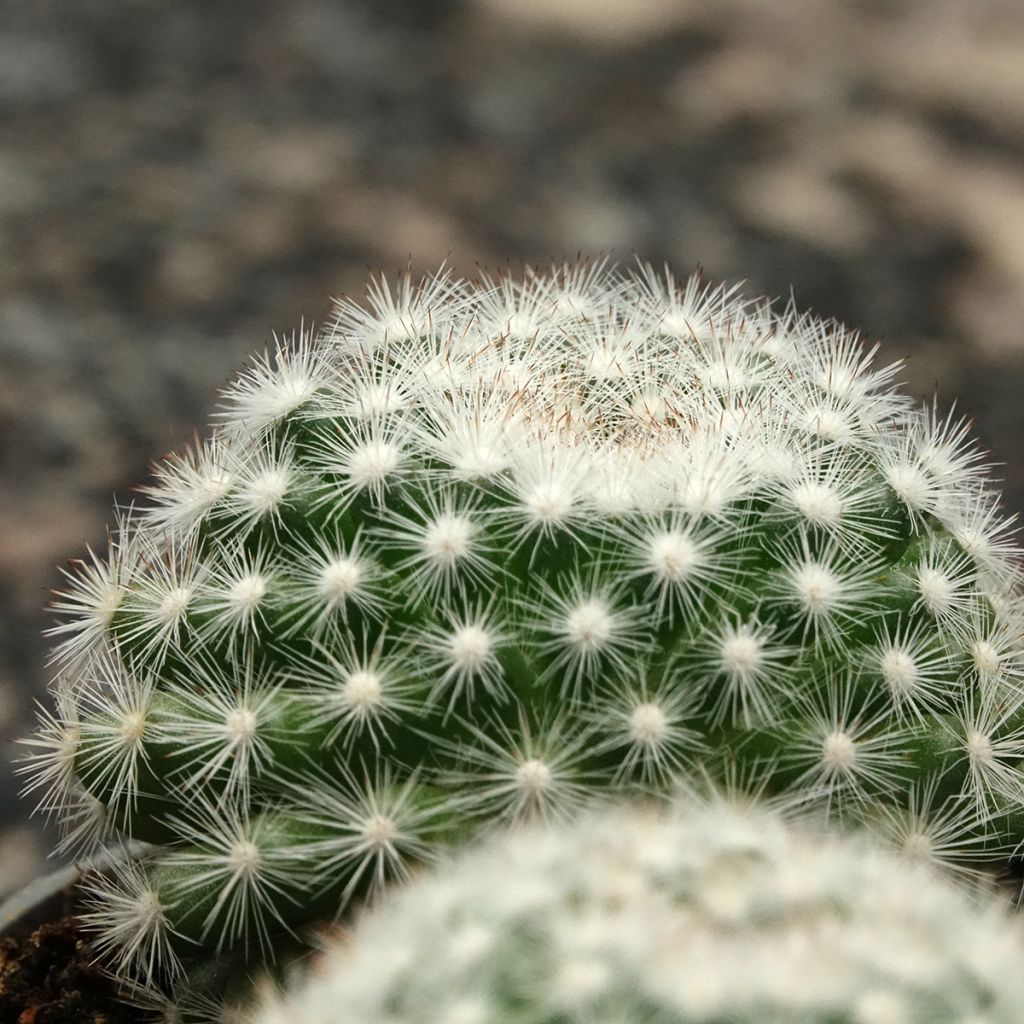 Cactus - Mammillaria candida
