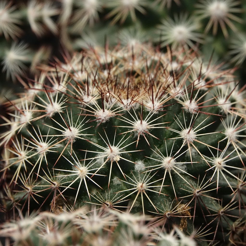 Cactus - Mammillaria heyderi