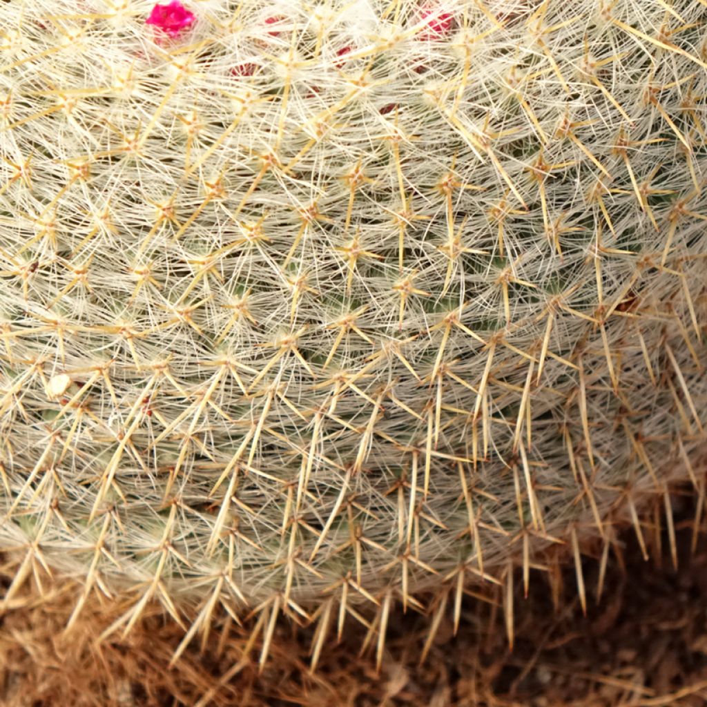 Cactus - Mammillaria muehlenpfordtii