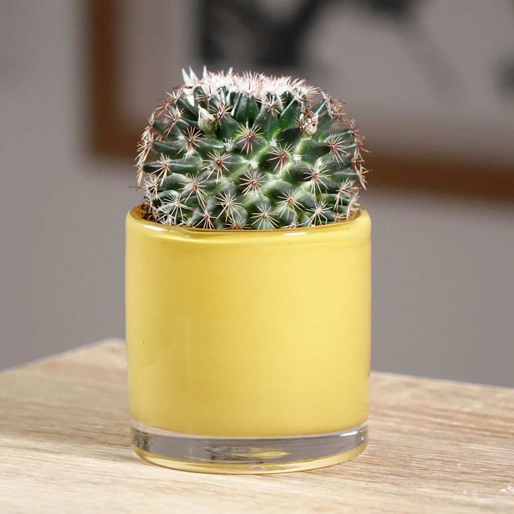 Cactus - Mammillaria pringlei