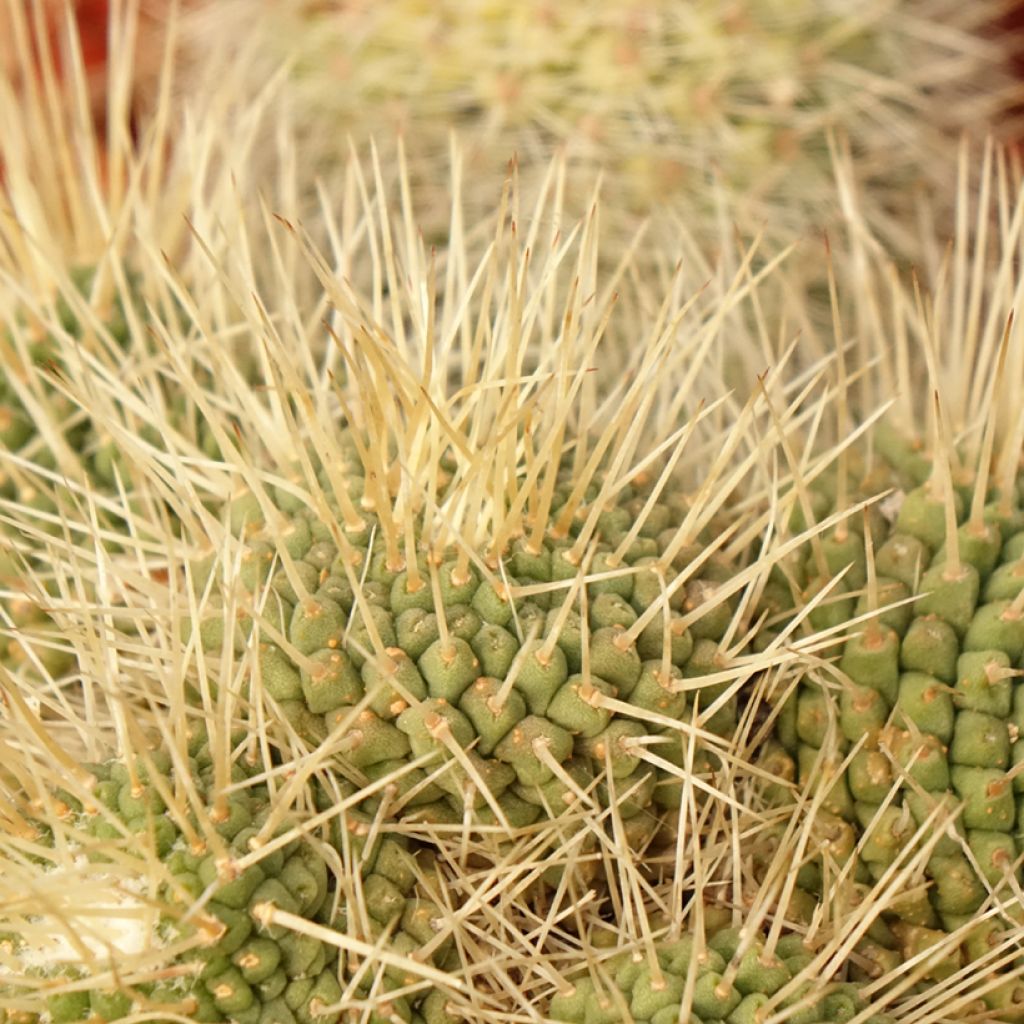Cactus - Mammillaria Un Pico