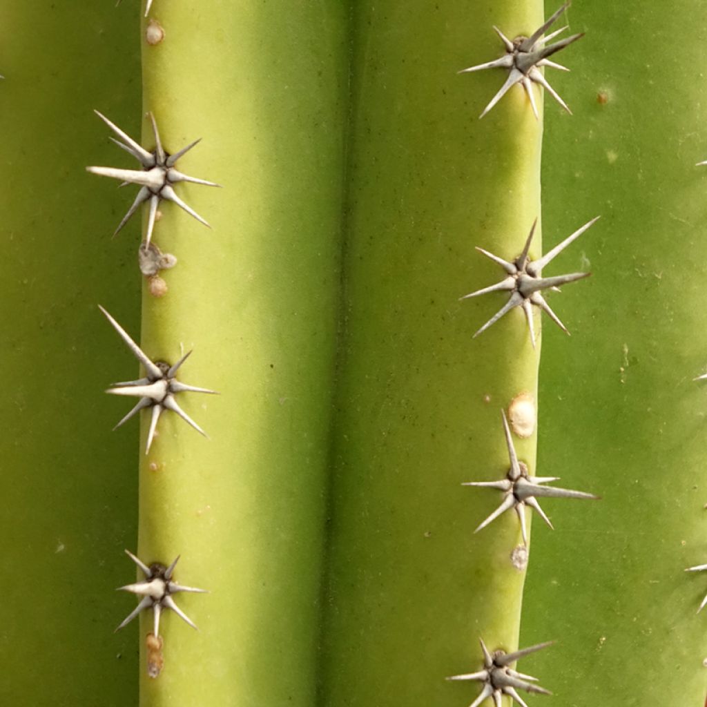Cactus - Polaskia chende