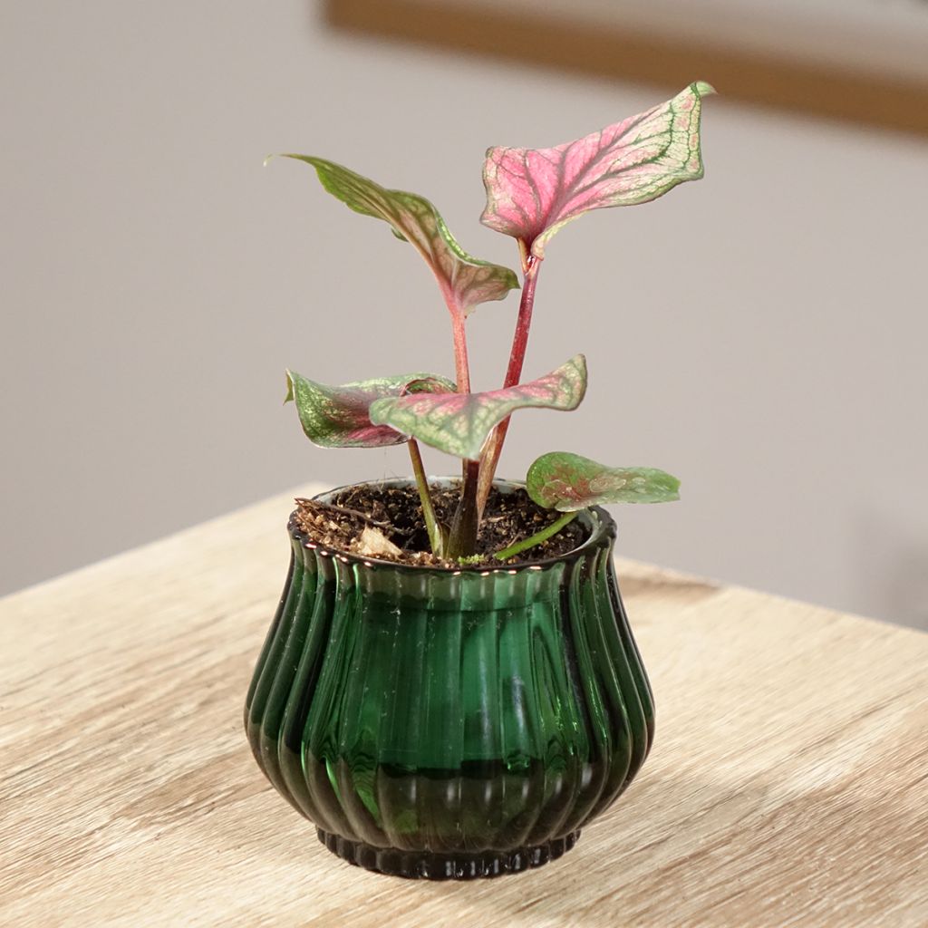 Caladium Lucia