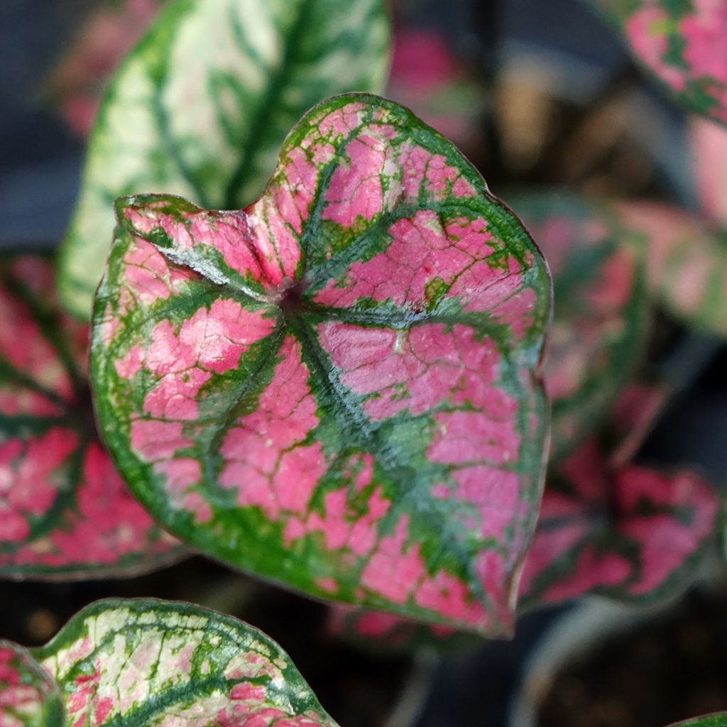 Caladium Purple Light
