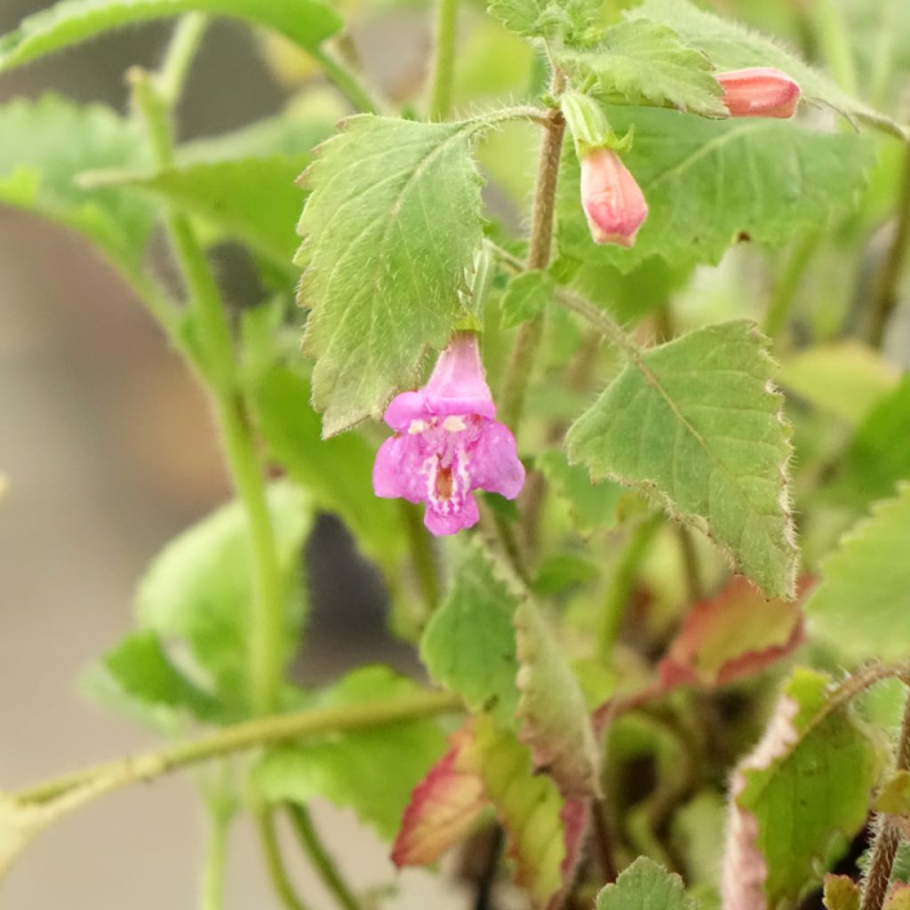 Calamintha grandiflora - Calament