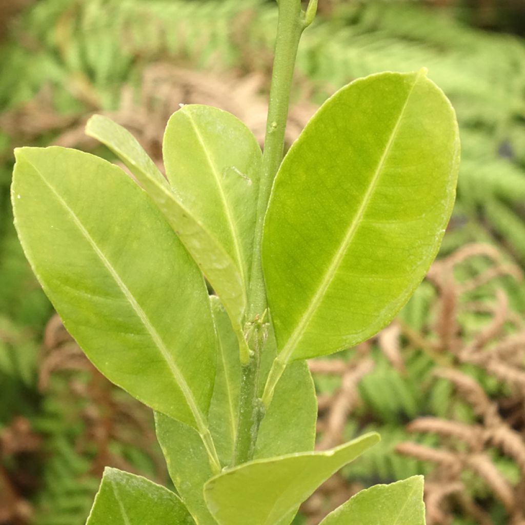 Calamondin - Citrus madurensis (mitis)