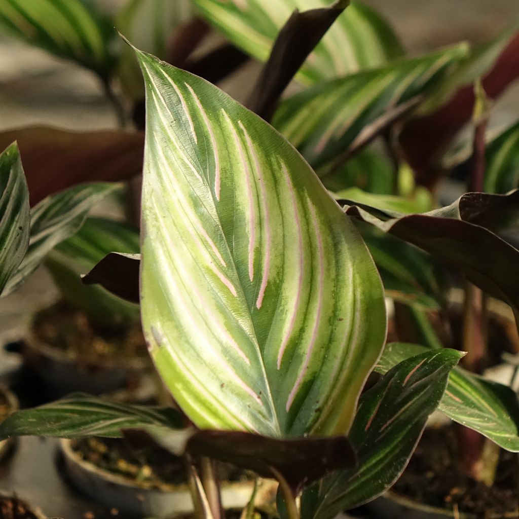 Calathea Meili