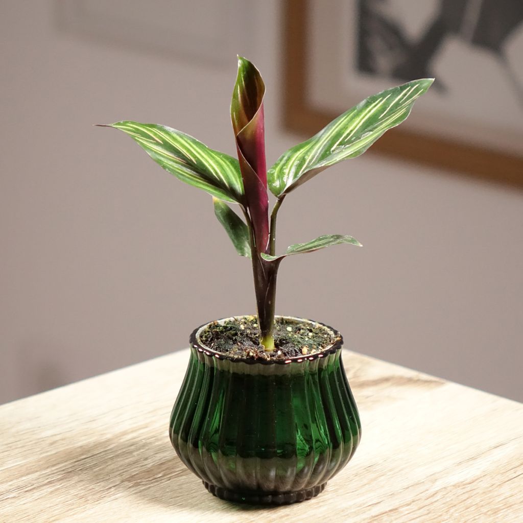 Calathea Meili
