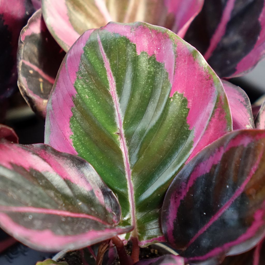 Calathea Princess Jessie