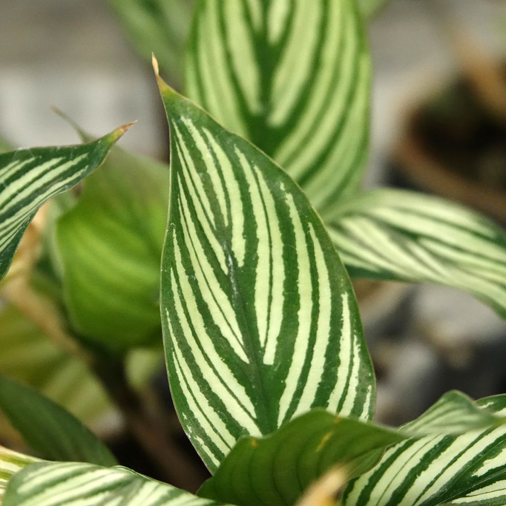 Calathea vittata