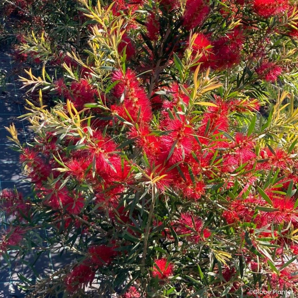 Callistemon Outback Flame - Rince bouteille