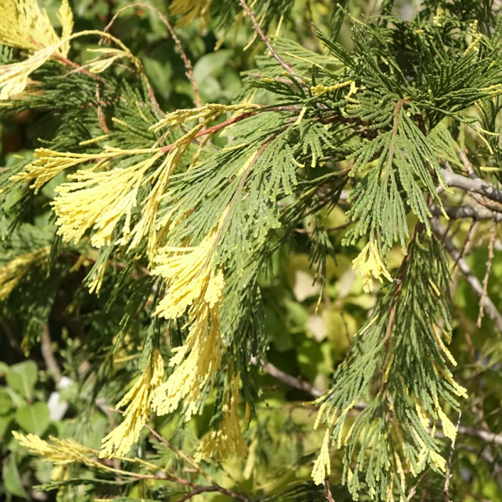 Calocedrus decurrens Aureovariegata - Cèdre blanc de Californie