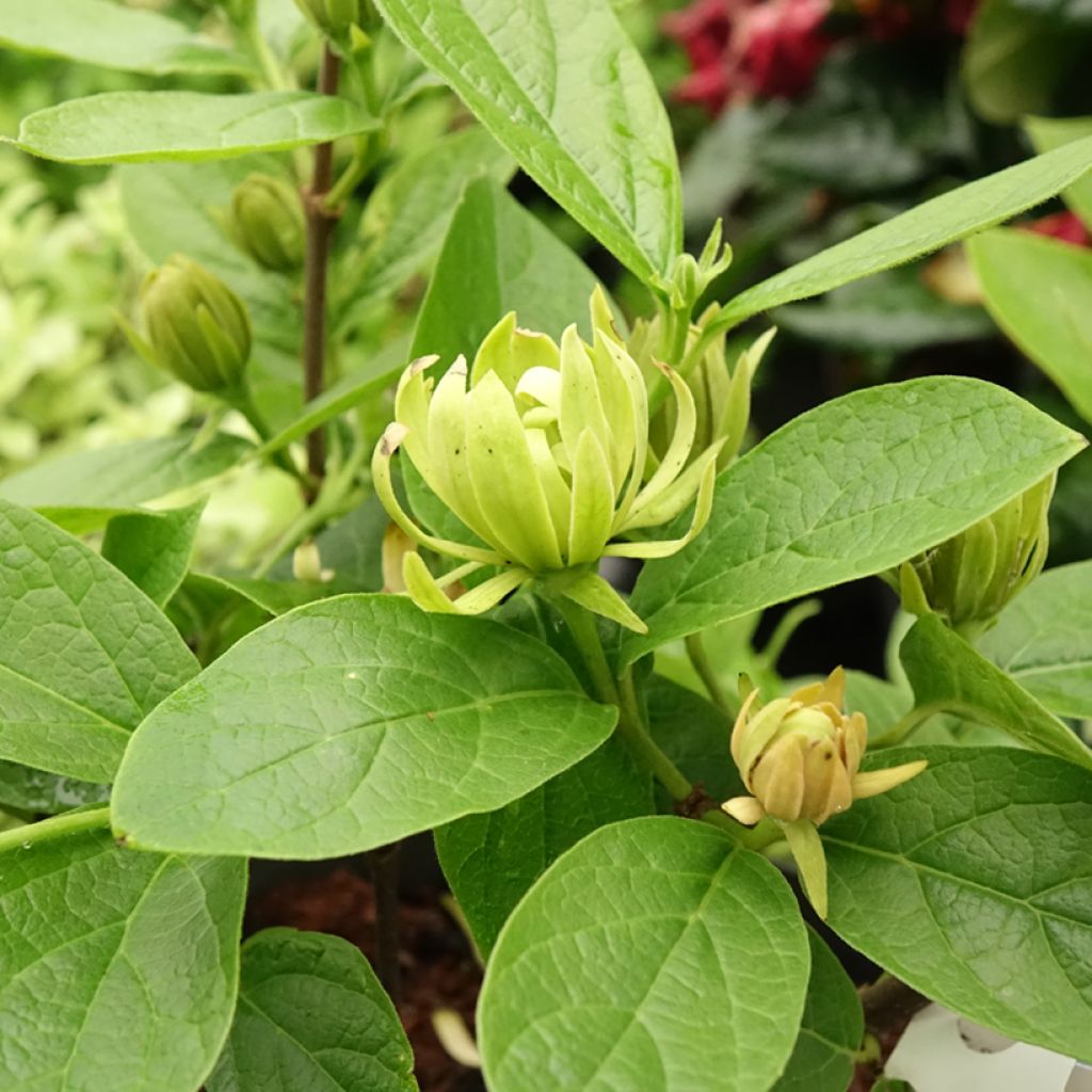 Calycanthus floridus Athens - Arbre aux anémones