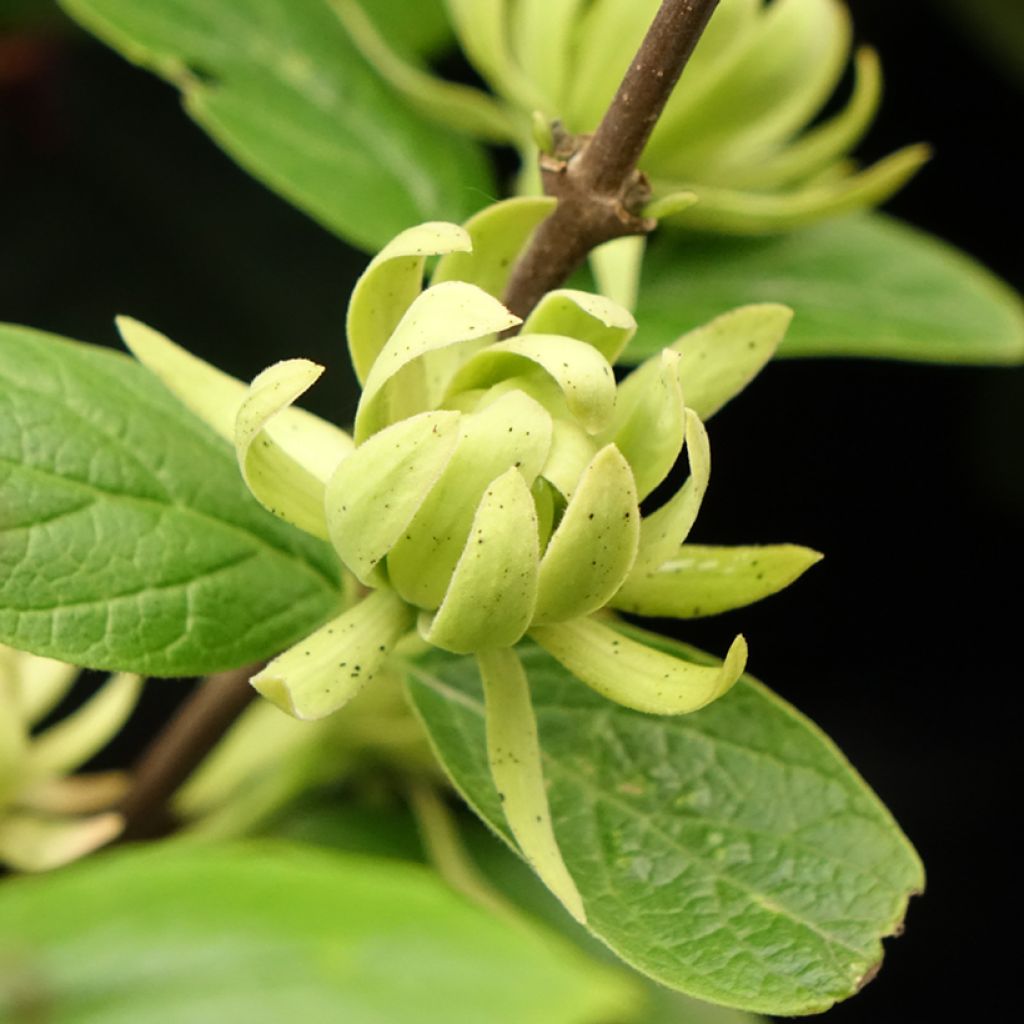 Calycanthus floridus Athens - Arbre aux anémones