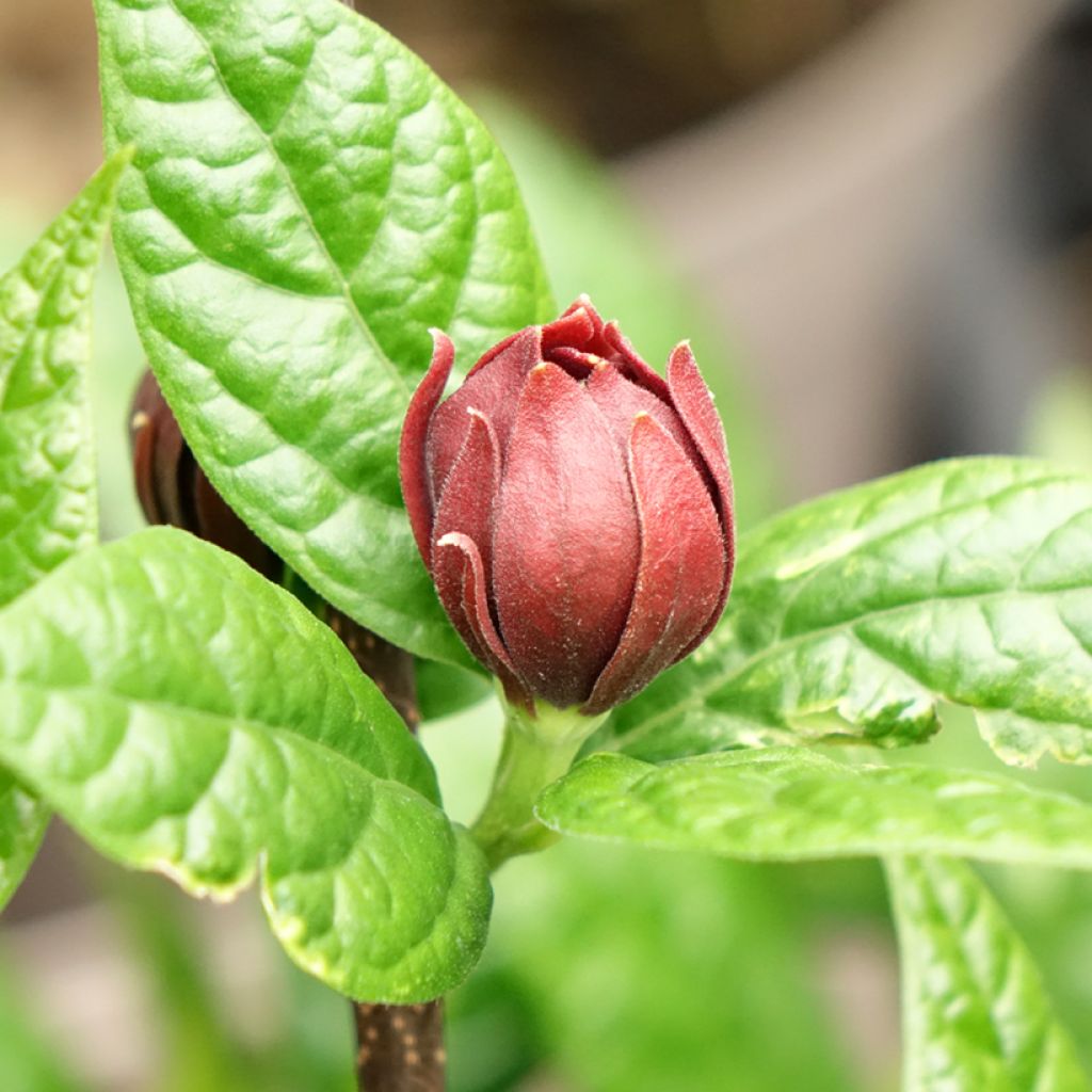 Calycanthus Michael Lindsay - Arbre aux anémones