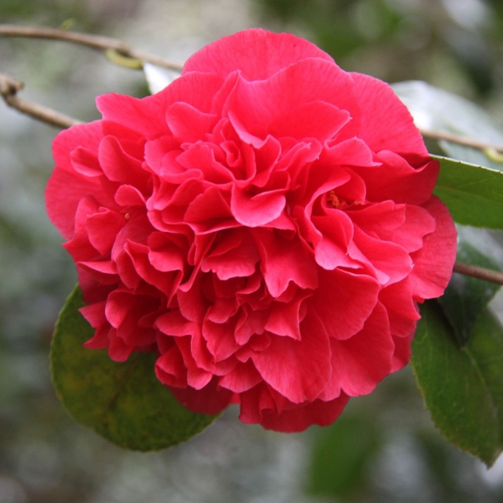 Camellia japonica Kramer's Supreme - Camélia du Japon