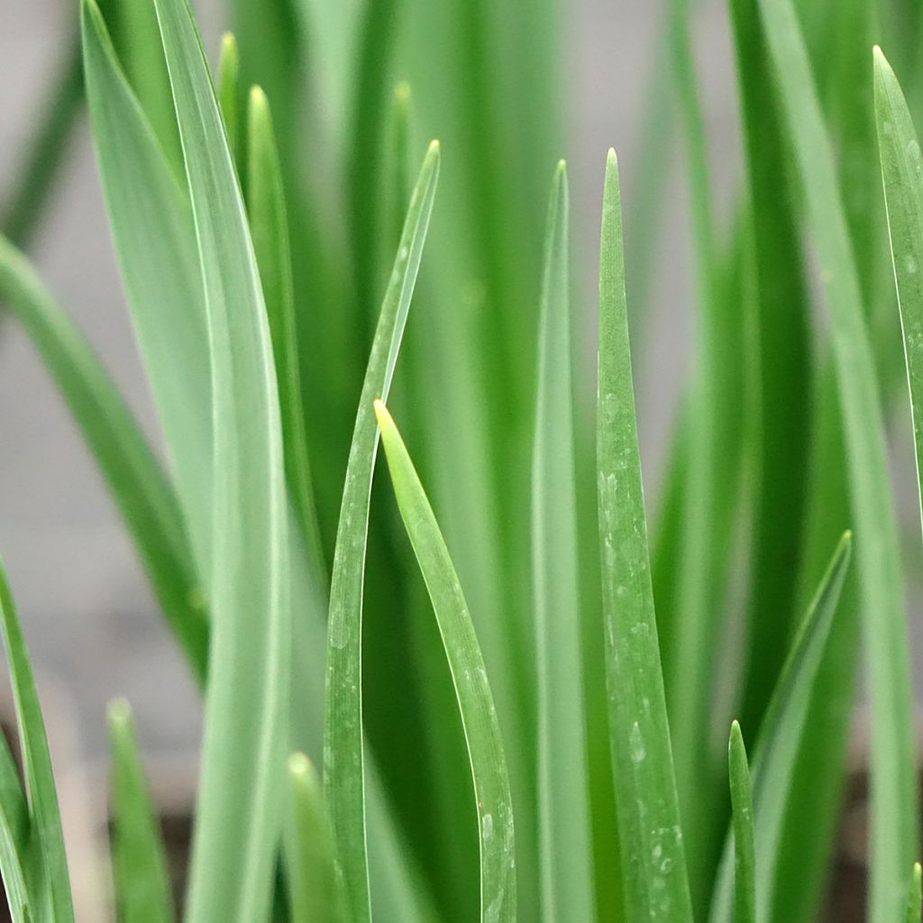 Camassia leichtlinii Blanc