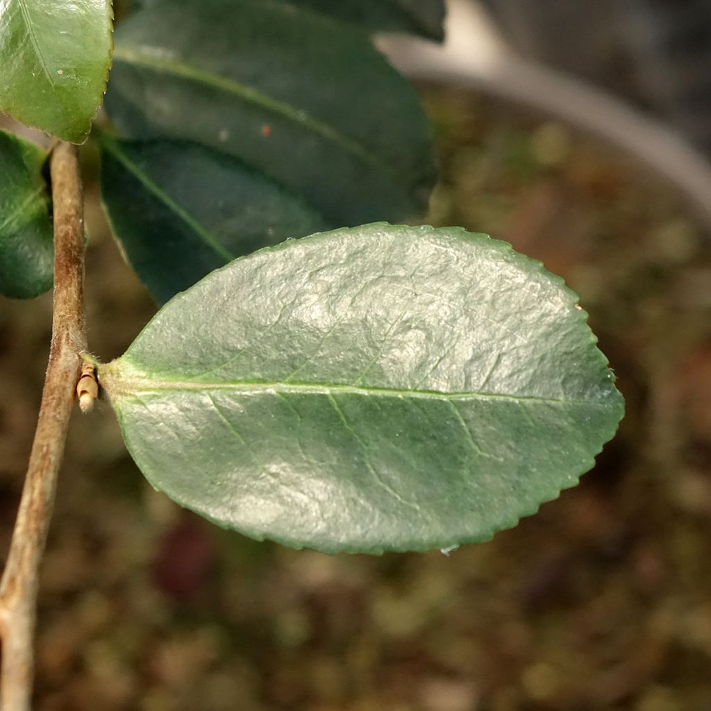 Camélia d’automne Ashtar – Camellia sasanqua 