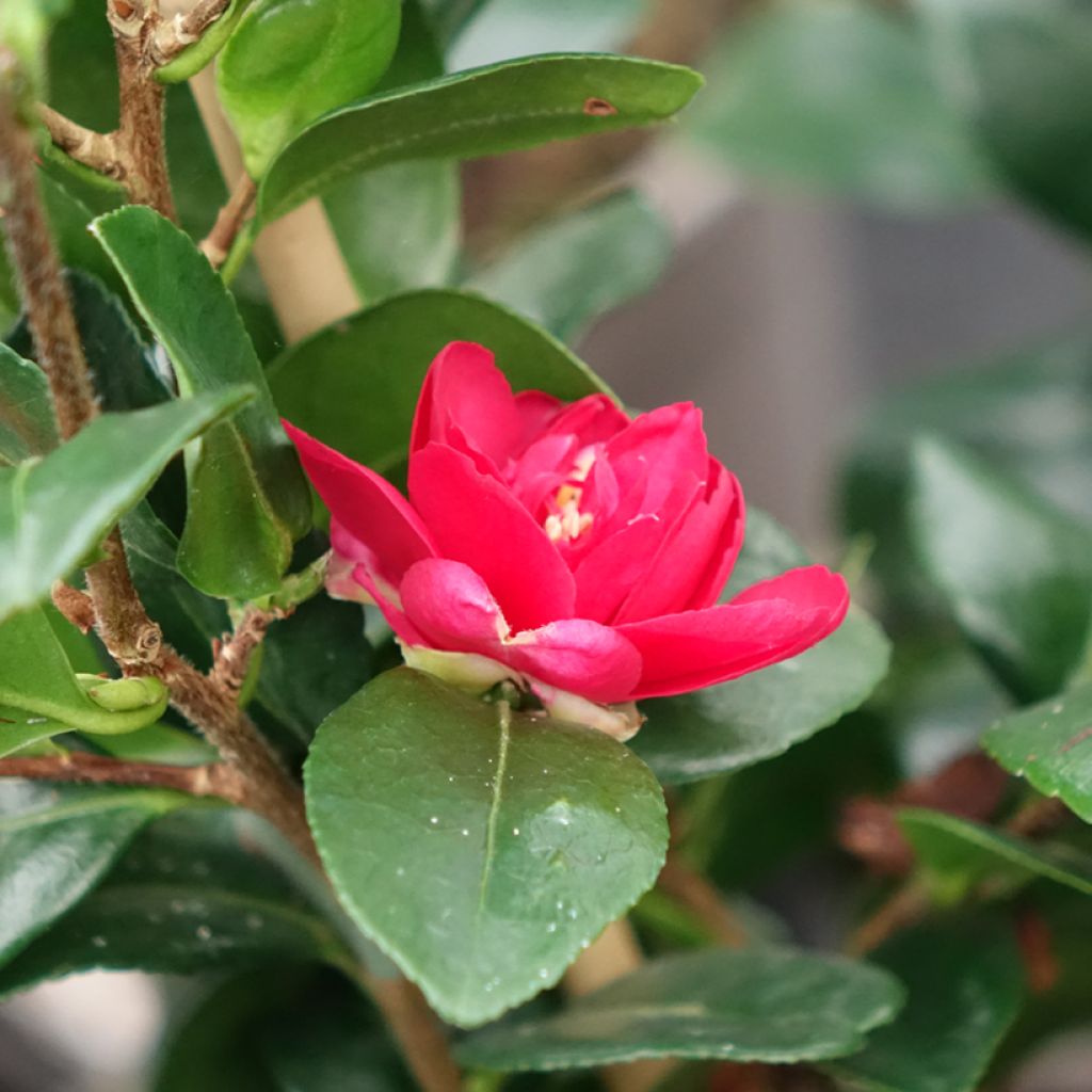 Camelia d'automne - Camellia x hiemalis Bonanza 