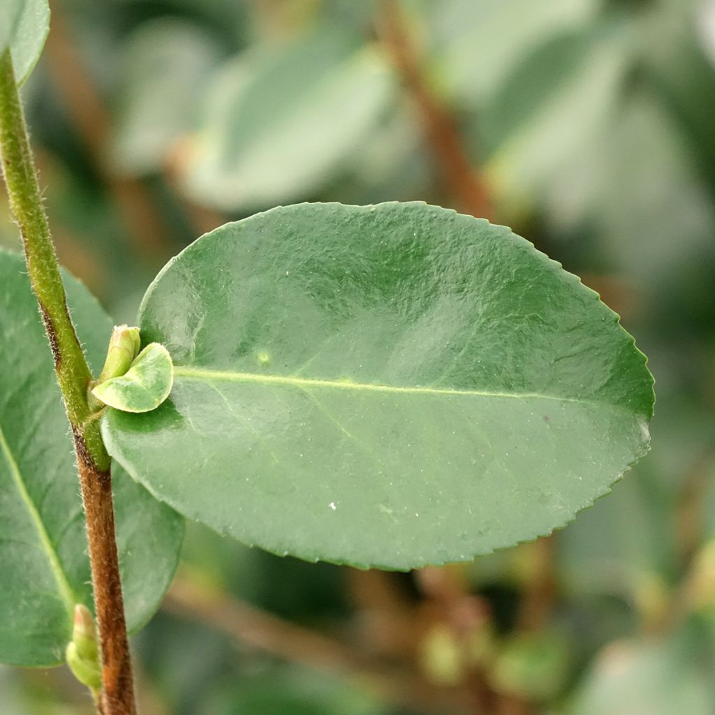 Camélia d'automne Hiryu - Camellia sasanqua