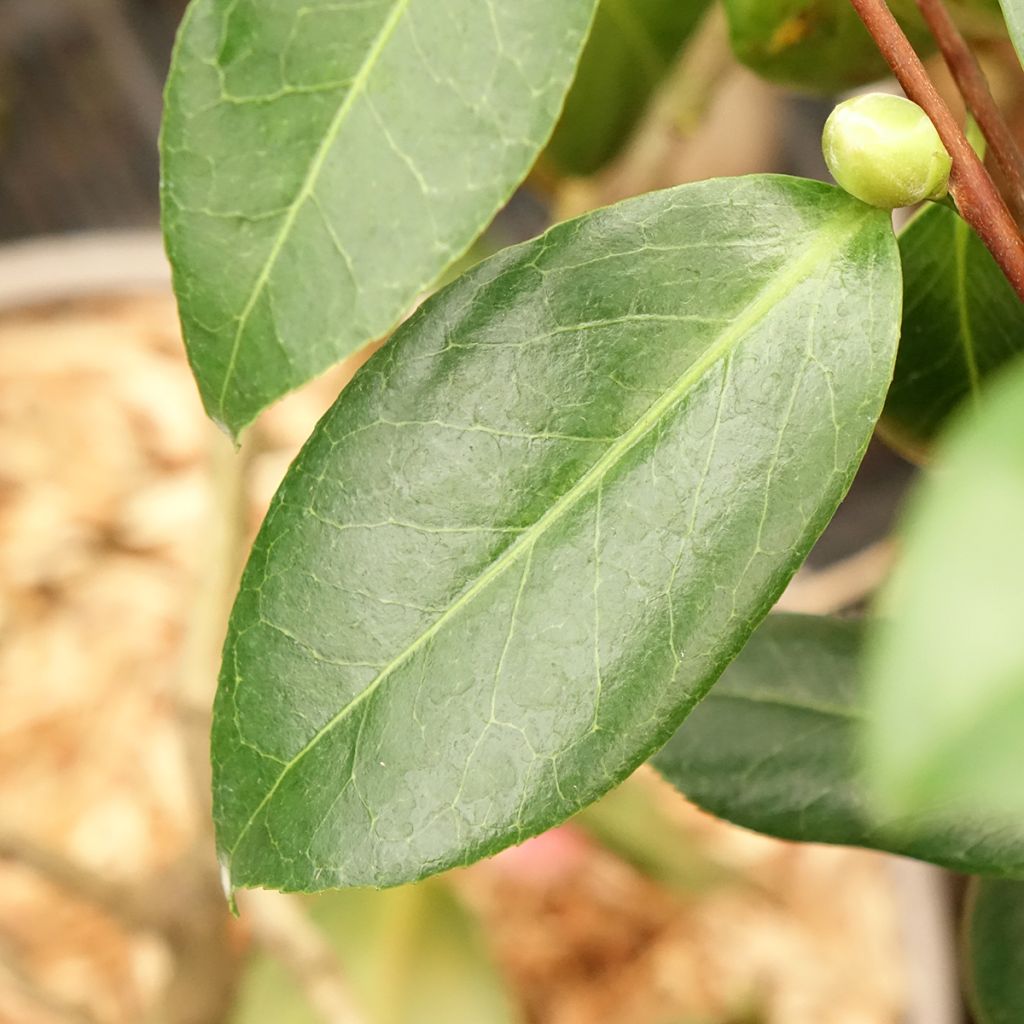 Camélia Donckelarii - Camellia japonica