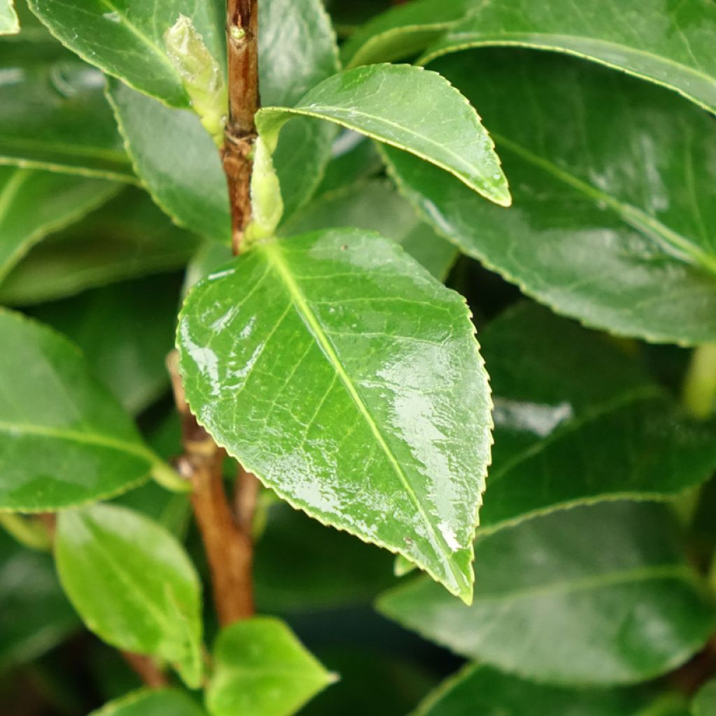 Camélia Mrs. Tingley - Camellia japonica