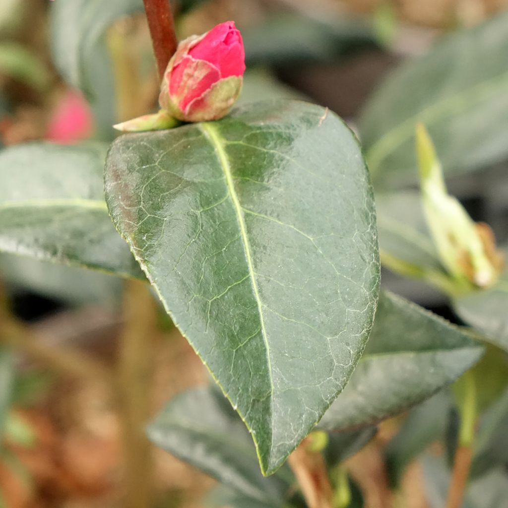 Camélia réticulé Illumination - Camellia reticulata