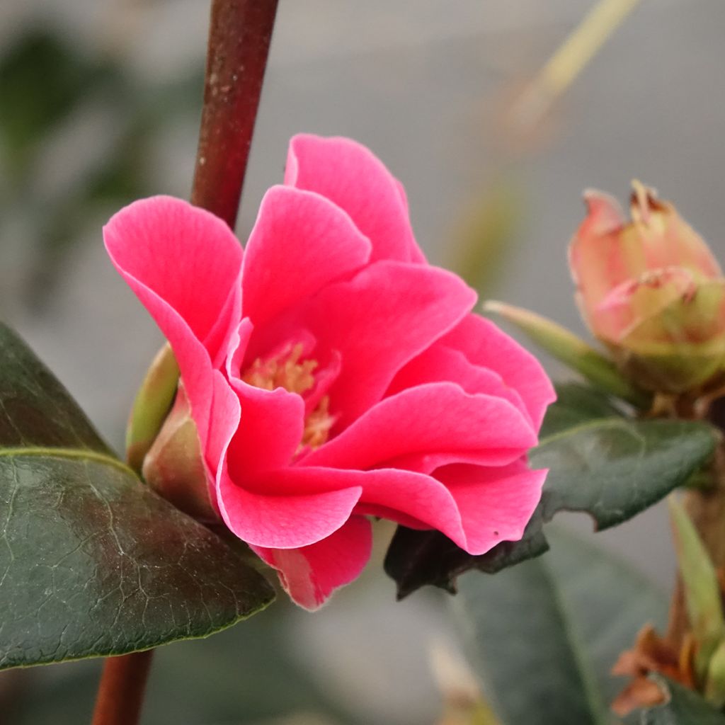 Camélia réticulé Illumination - Camellia reticulata