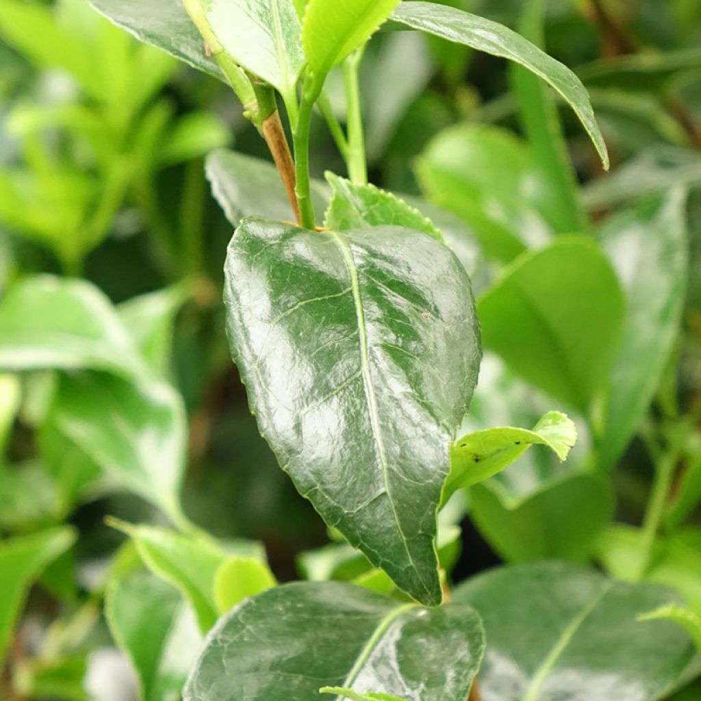 Camélia Stacy Susan - Camellia japonica