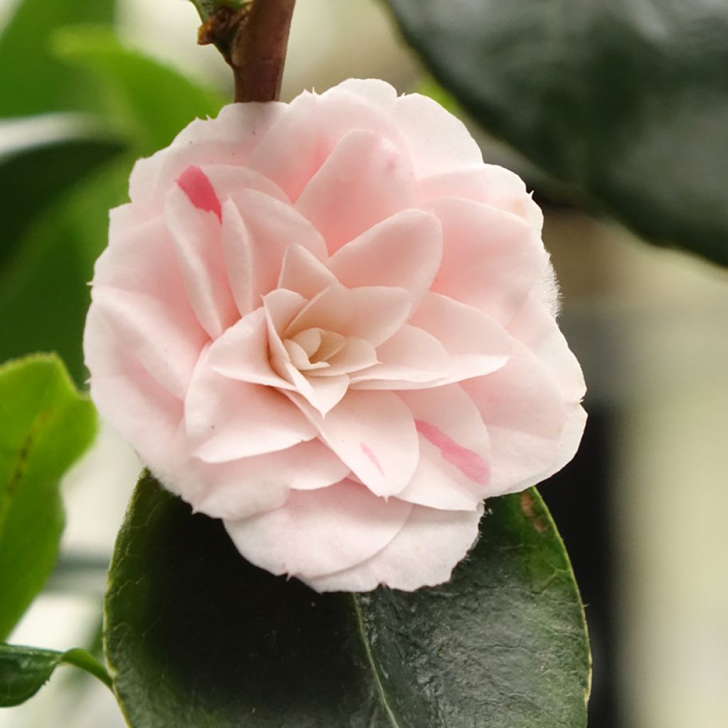 Camélia Stacy Susan - Camellia japonica