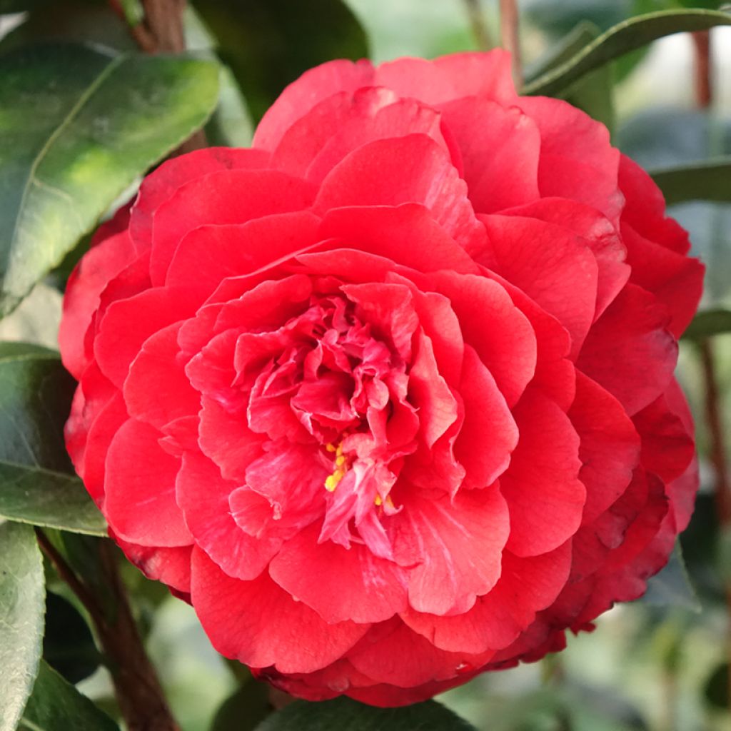 Camélia Stromboli - Camellia japonica