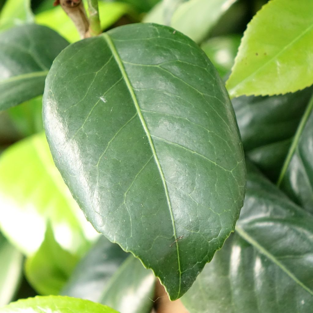 Camélia Tada Meibi - Camellia japonica