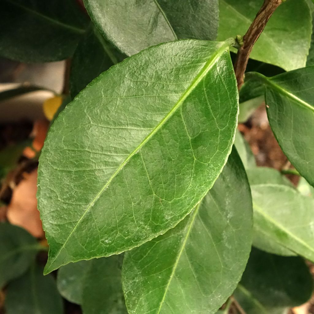 Camélia Traverso - Camellia japonica 