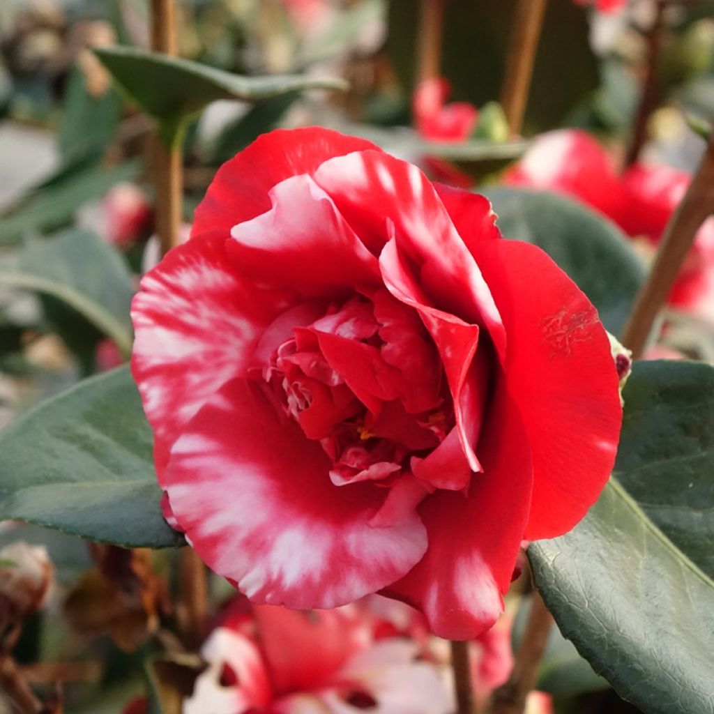 Camélia Midnight Variegated - Camellia japonica