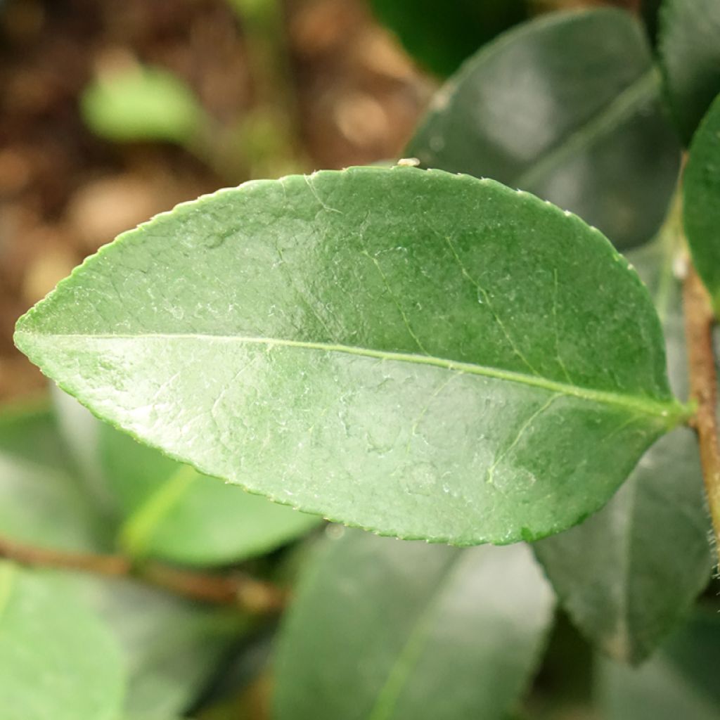Camellia sasanqua Belinda - camélia d'automne