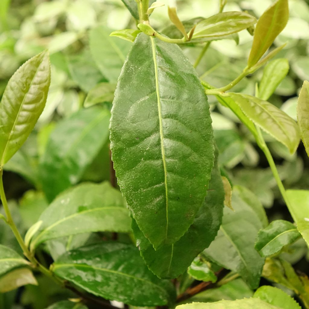 Camellia sinensis Théojardin - Théier