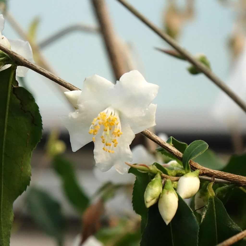Camellia tsaii - Camélia d'hiver