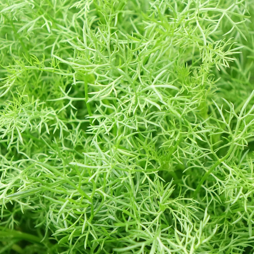Camomille allemande - Matricaria recutita (chamomilla)