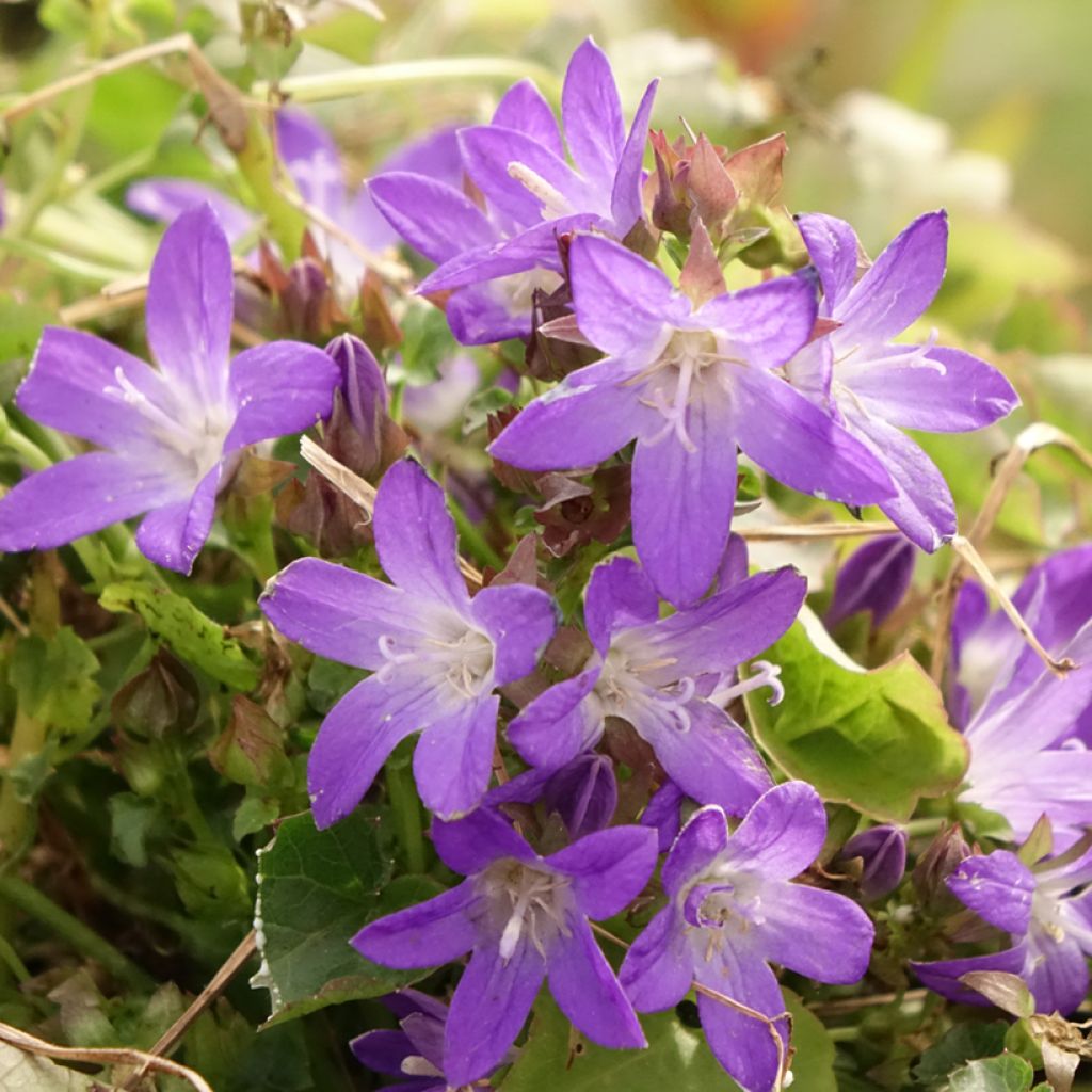 Campanula poscharskyana Adansa Purple - Campanule des Murets