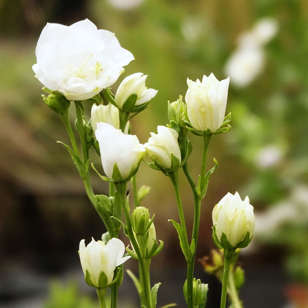 Campanule à feuilles de pêcher La Bonne Amie - Campanula persicifolia