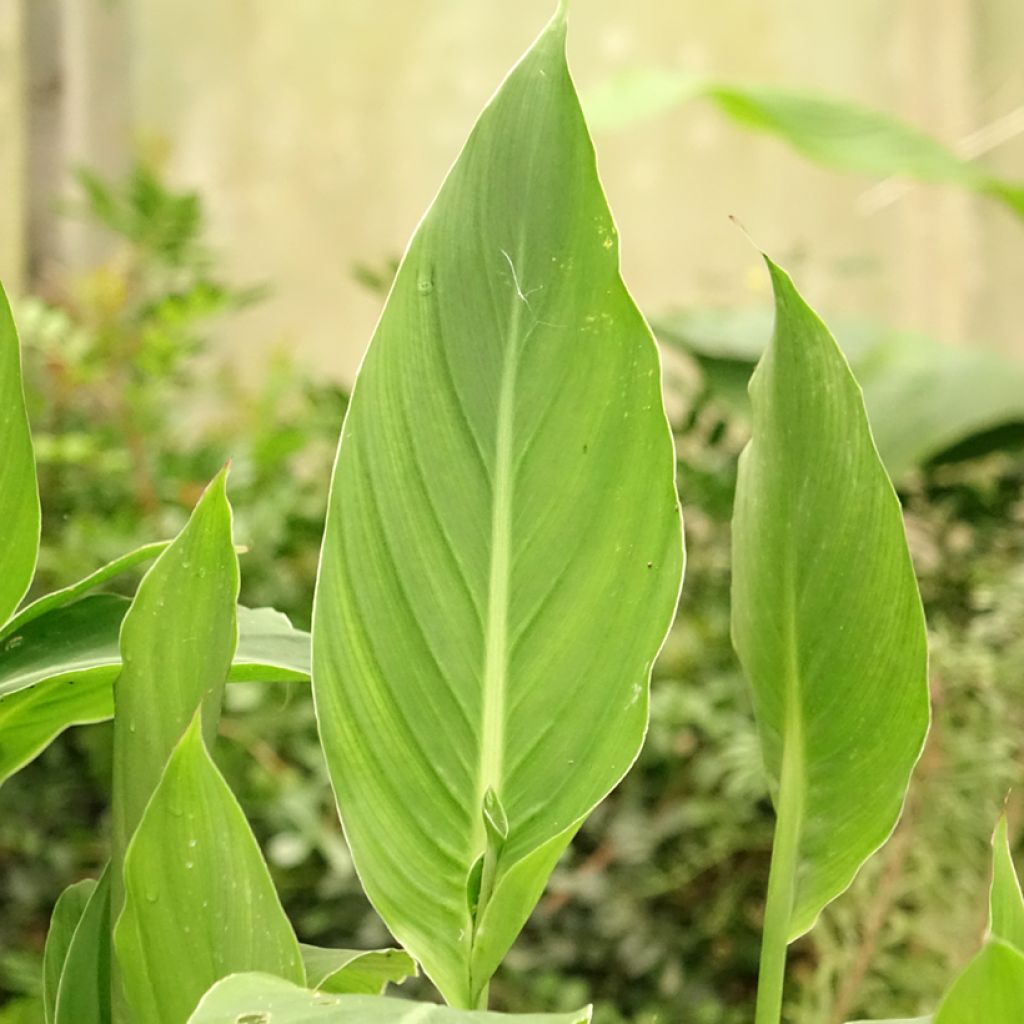 Canna edulis - Canna comestible, Balisier rouge