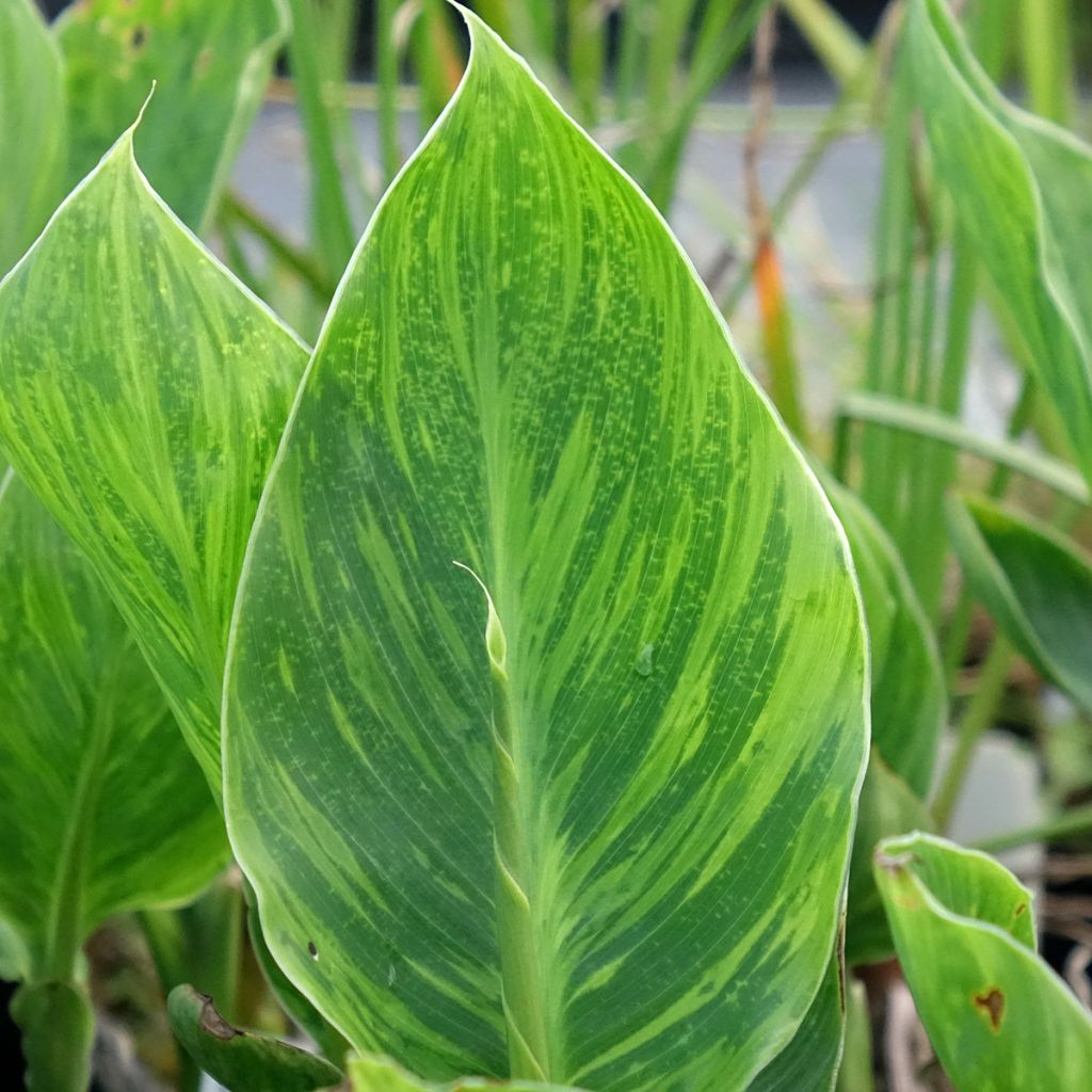 Canna En Avant