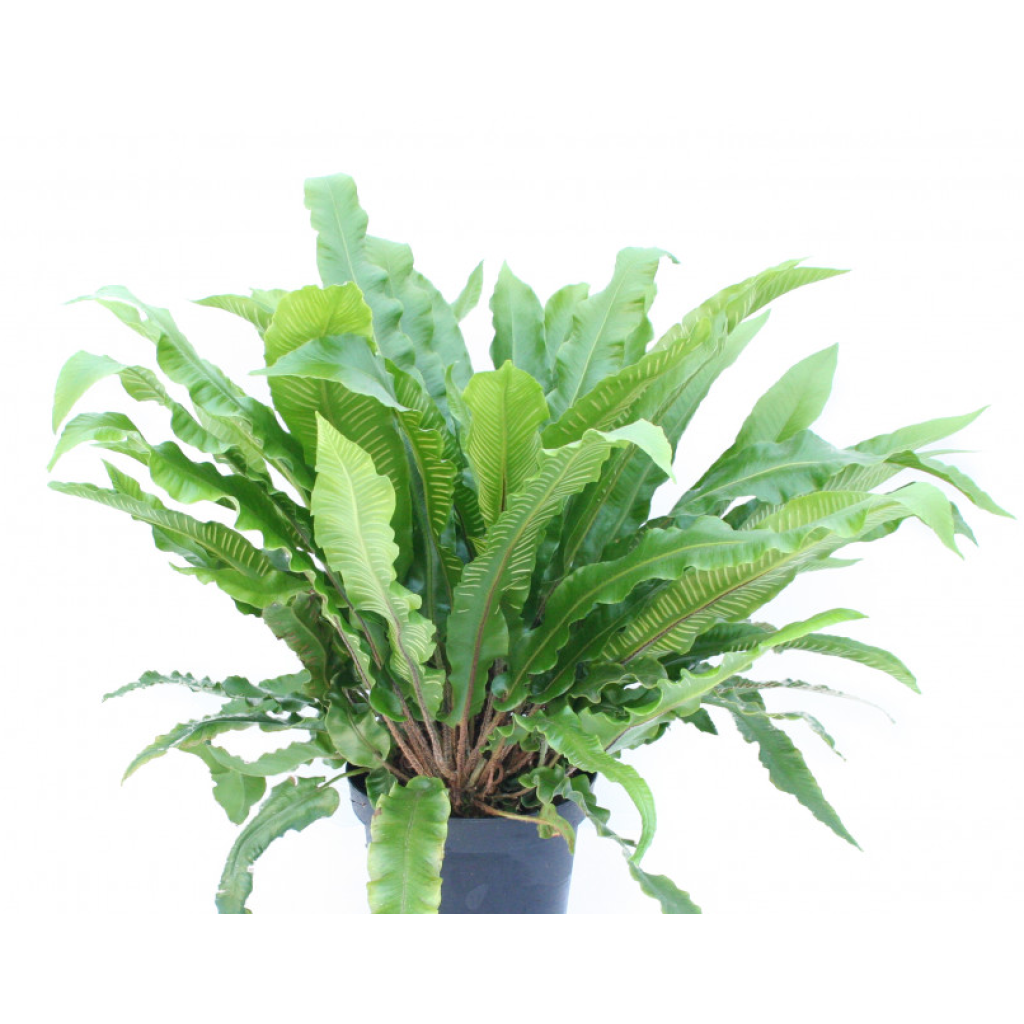 Phyllitis scolopendrium - Fougère Scolopendre