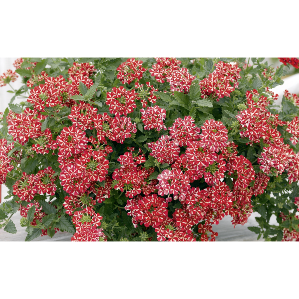 Verveine Estrella Voodoo Red Star