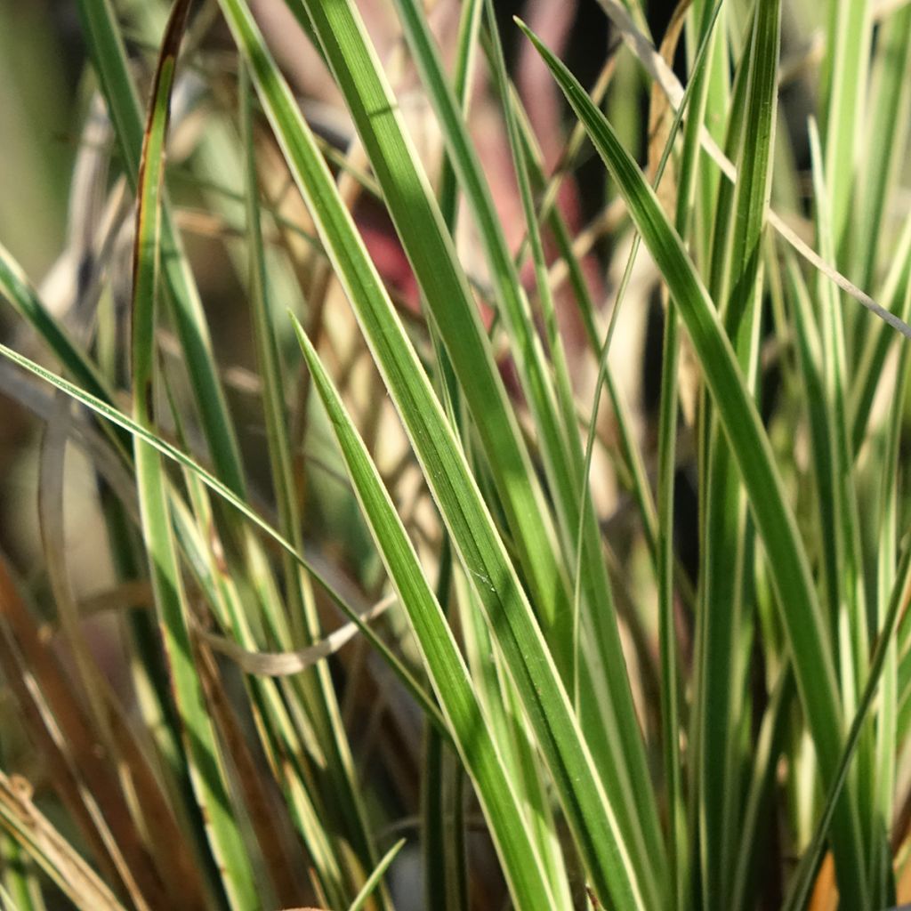 Carex brunnea Aureovariegata - Laîche panachée