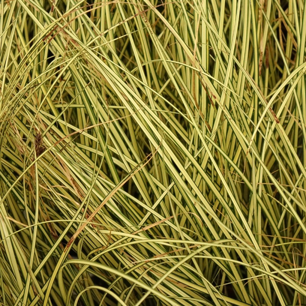 Carex brunnea Jenneke - Laîche