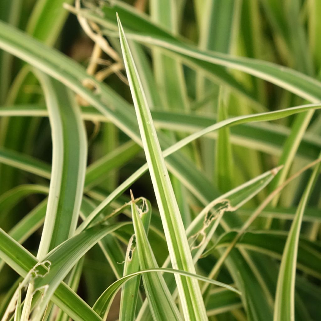 Carex muskingumensis Variegata - Laîche palmée