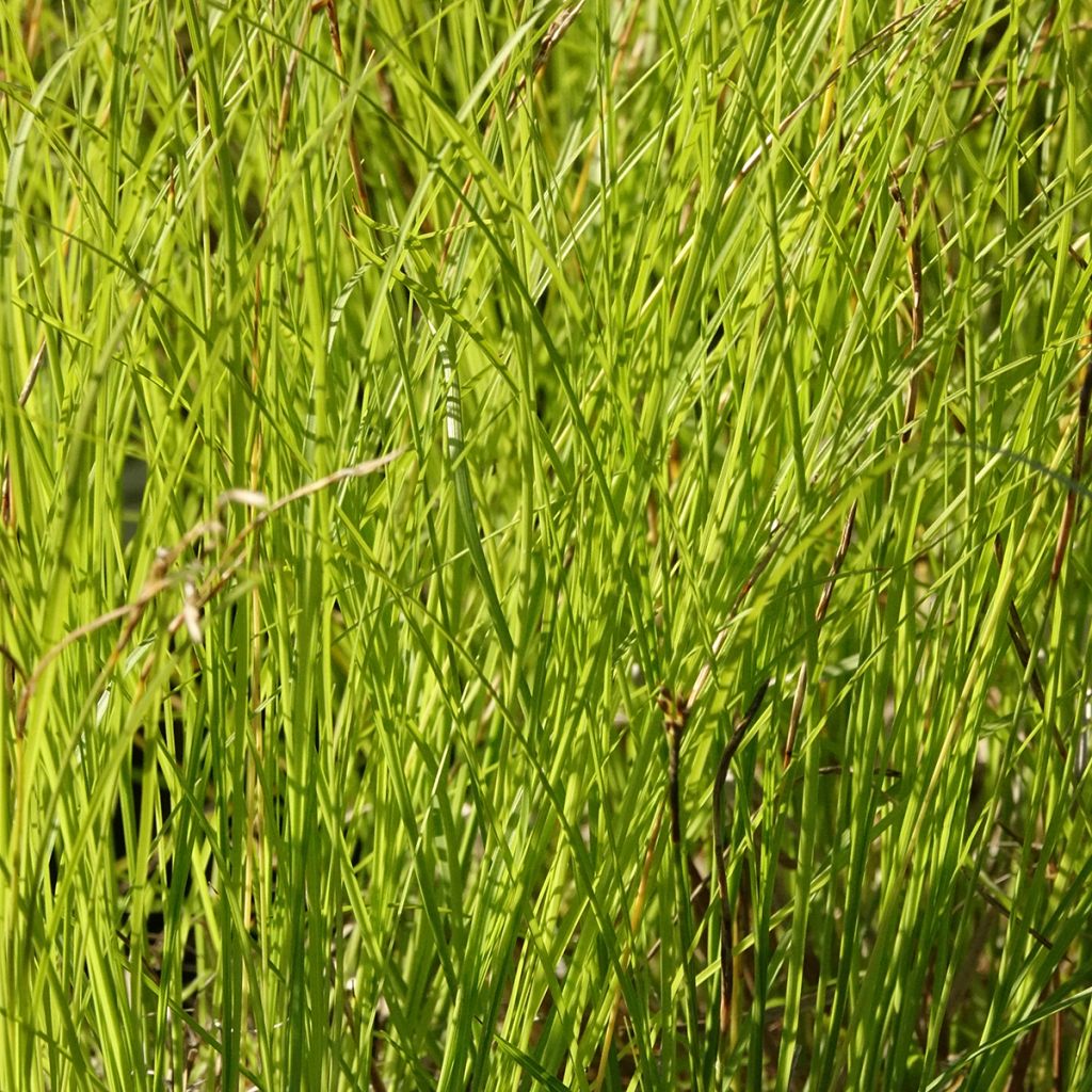 Carex pensylvanica - Carex ou Laîche de Pennsylvanie