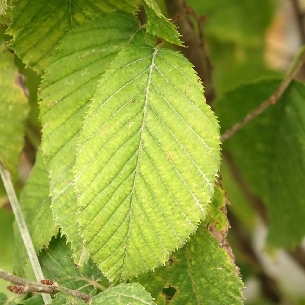 Carpinus betulus Fastigiata Monument - Charme commun fastigié